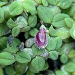 Bulbophyllum insolitum Flor