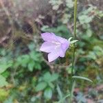 Campanula rotundifolia花