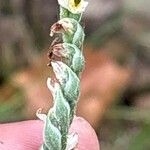 Spiranthes spiralis പുഷ്പം