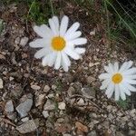 Tanacetum cinerariifolium Fleur