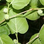 Morus celtidifolia Blatt