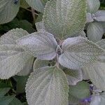 Coleus argentatus ফুল