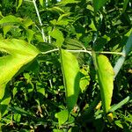 Acer negundo Leaf