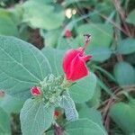 Malvaviscus arboreus Flower