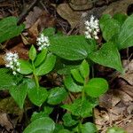 Maianthemum bifolium Лист