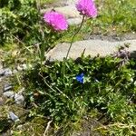 Armeria alpina موطن