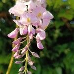 Wisteria floribundaBlüte