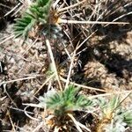 Astragalus granatensis Leaf