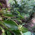 Pleurothallis ruscifolia 果実