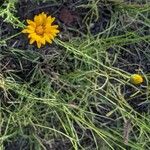 Erigeron linearis Blomma