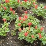 Salvia splendensΛουλούδι