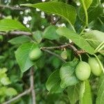 Prunus domestica Плод