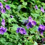 Geranium ibericum ശീലം