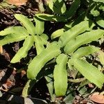 Dryopteris sieboldii Leaf