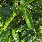 Alpinia zerumbet Leaf