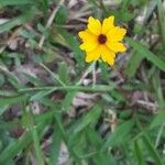 Coreopsis leavenworthii Flor