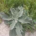 Verbascum pulverulentumLeht