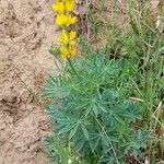 Lupinus luteus Habitus