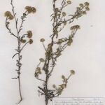 Pulicaria sicula Hábito