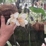 Stanhopea ecornuta Flower