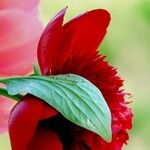 Paeonia mascula পাতা