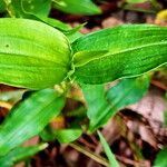 Commelina cyanea Hoja