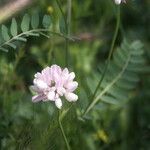 Securigera varia Blomma