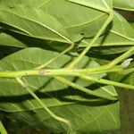 Hernandia stenura Leaf