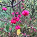 Euonymus europaeusᱵᱟᱦᱟ