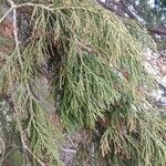 Sequoiadendron giganteum Leaf