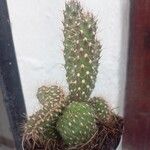Cylindropuntia fulgida Folha