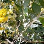 Acacia podalyriifolia Liść