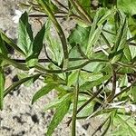 Epilobium ciliatum Kéreg