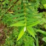 Hypericum lanceolatum Лист