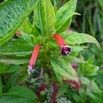 Cuphea ignea Blüte