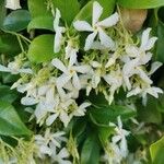 Trachelospermum jasminoides Flor