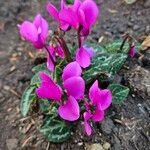 Cyclamen repandum Hábito