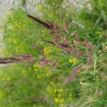 Phalaris arundinacea Cvet
