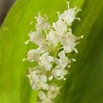 Maianthemum canadense 花