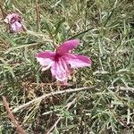 Epilobium dodonaei Flower
