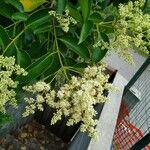 Ligustrum lucidumFlower