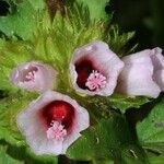 Malachra radiata Flower