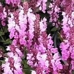 Salvia nemorosa Hábito