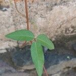 Vigna luteola Blatt