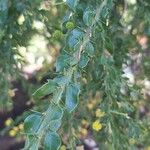 Acacia paradoxa Frunză