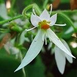 Saxifraga stolonifera Blomst