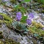 Ramonda serbica Blad