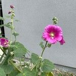 Alcea setosa Flower