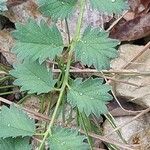 Phleum arenarium Leaf