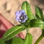 Echium parviflorum Flor